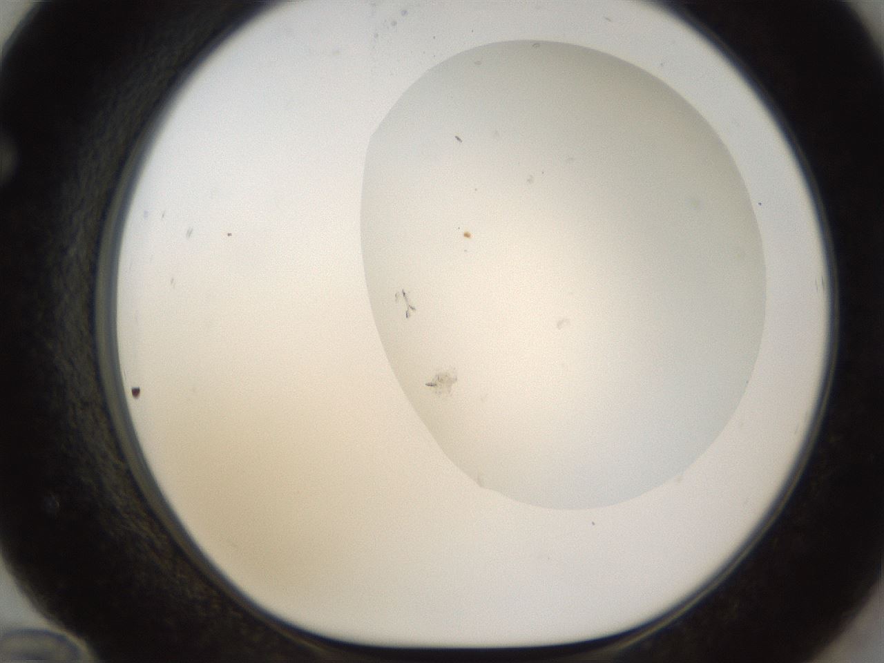 folderID160_plateID1160_batchID3762_wellNum72_profileID1_d1_r62381_ef.jpg
