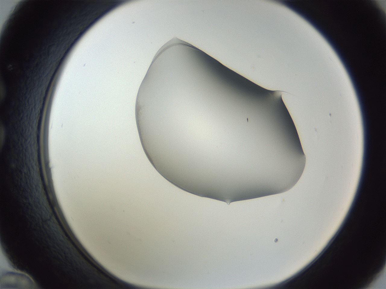 folderID164_plateID1164_batchID3636_wellNum36_profileID1_d1_r63845_ef.jpg