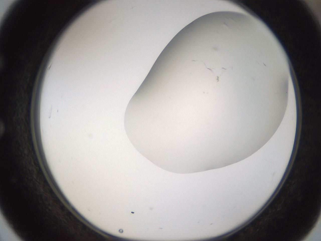 folderID166_plateID3166_batchID17550_wellNum51_profileID1_d1_r269724_ef.jpg