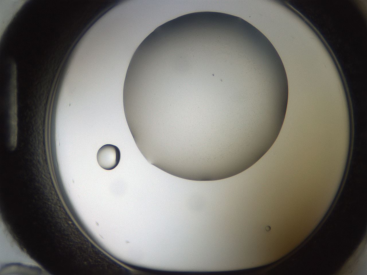 folderID185_plateID2185_batchID10062_wellNum96_profileID1_d1_r147926_ef.jpg