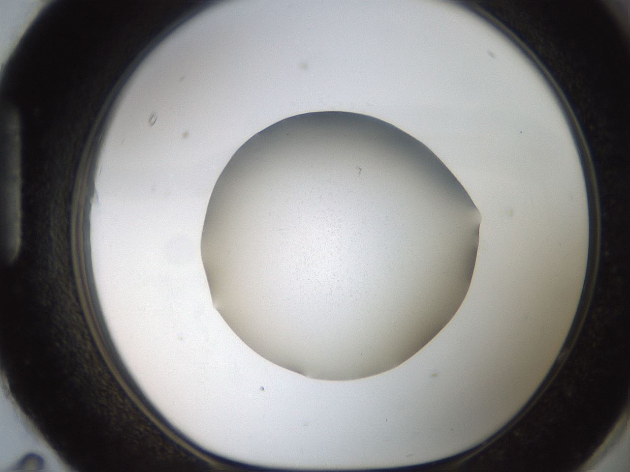 folderID185_plateID2185_batchID10062_wellNum95_profileID1_d1_r147925_ef.jpg