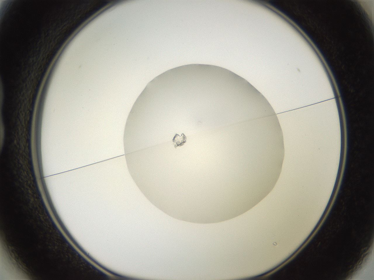 folderID18_plateID3018_batchID16494_wellNum13_profileID1_d1_r251739_ef.jpg