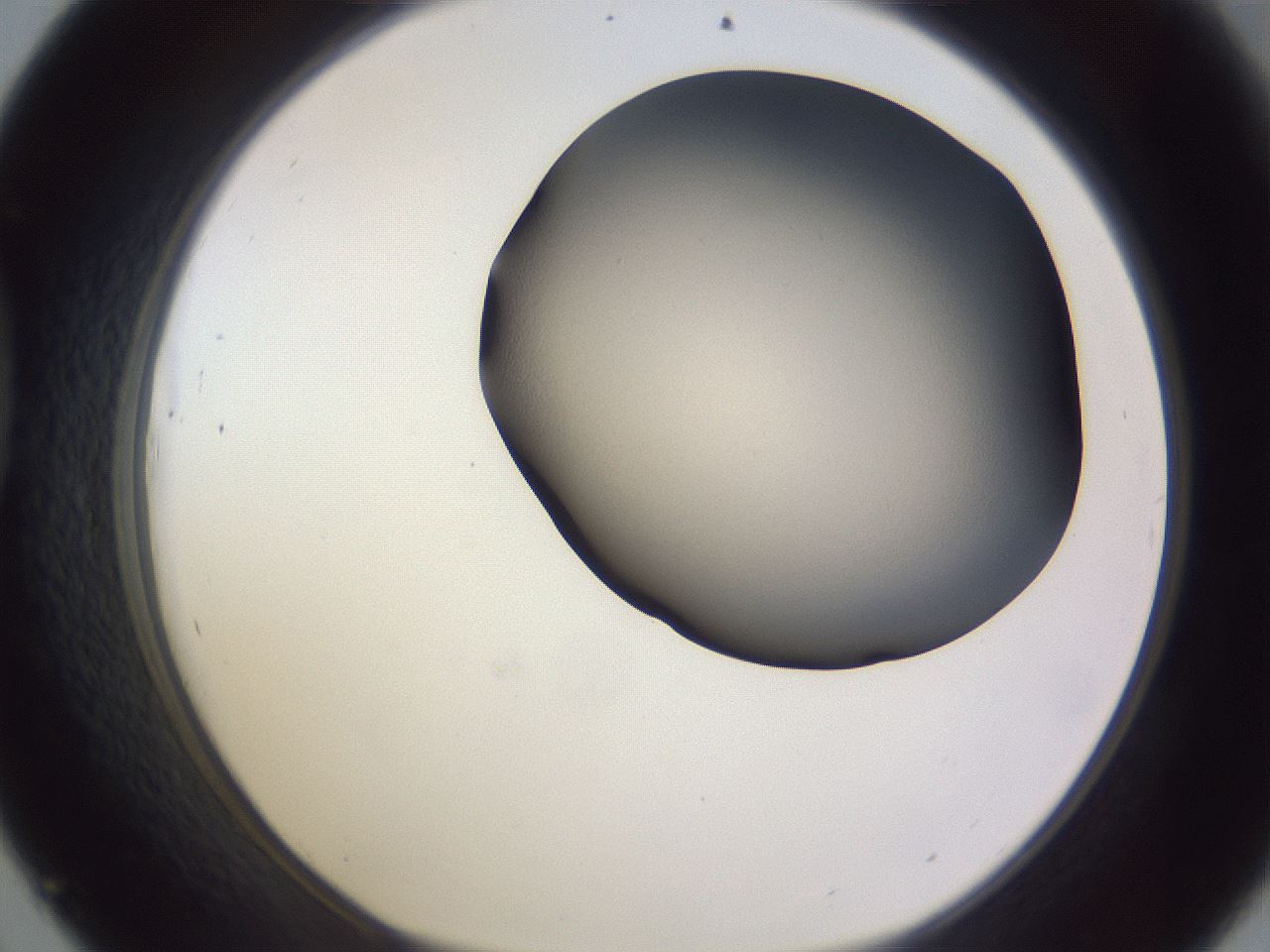folderID191_plateID2191_batchID9845_wellNum45_profileID1_d1_r148355_ef.jpg