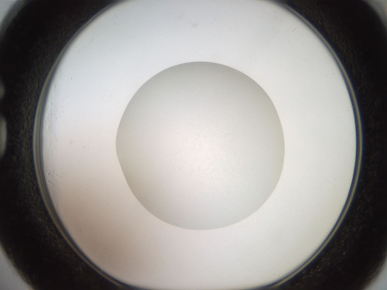 folderID19_plateID3019_batchID16527_wellNum73_profileID1_d1_r252051_ef.jpg