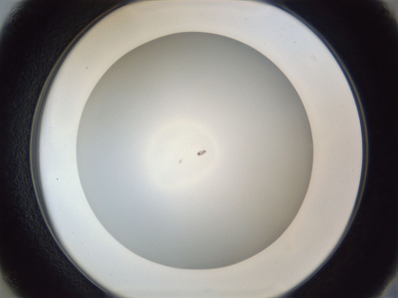 folderID205_plateID1205_batchID4445_wellNum37_profileID1_d2_r66825_ef.jpg