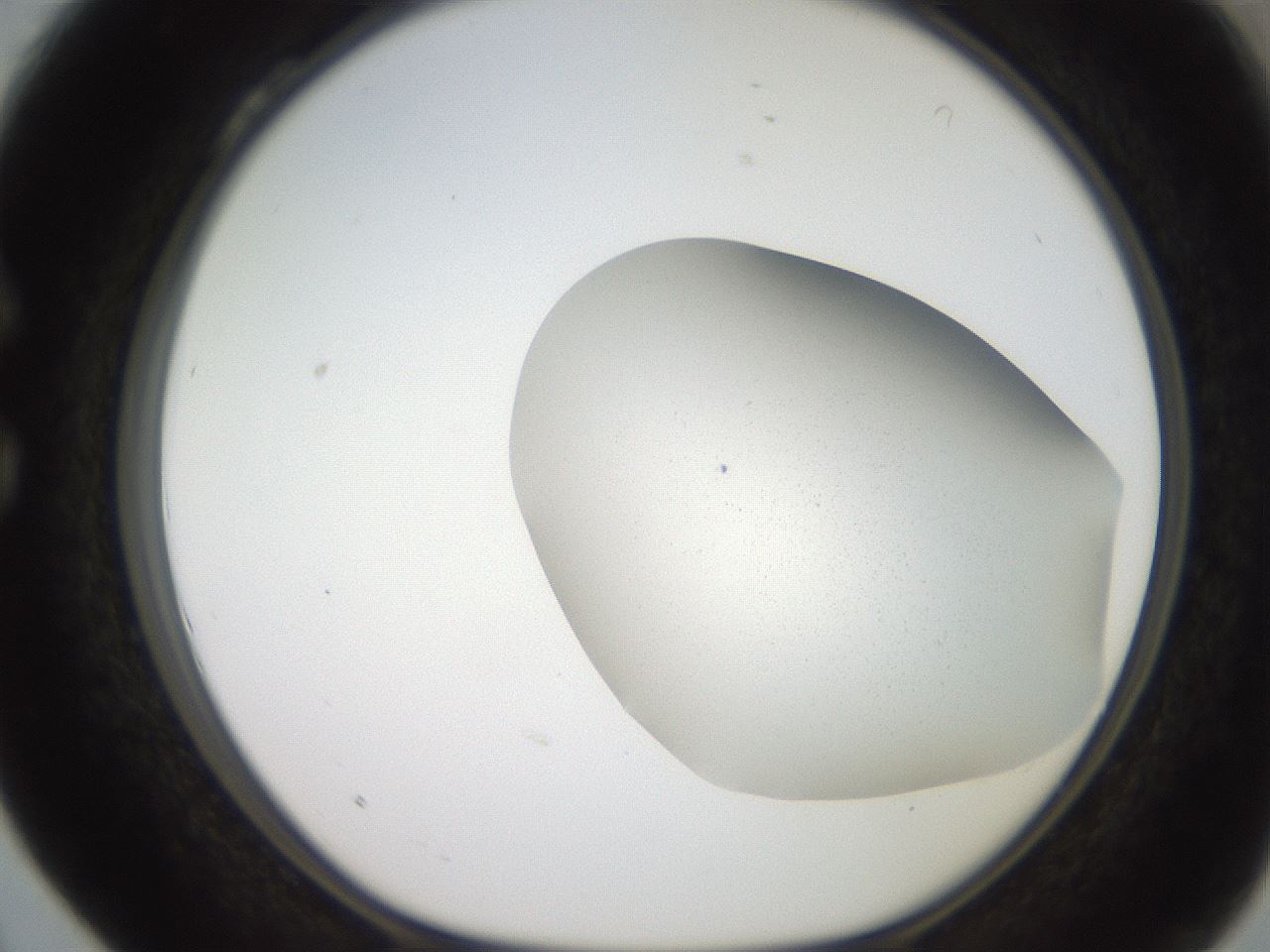folderID205_plateID2205_batchID9829_wellNum28_profileID1_d1_r149997_ef.jpg