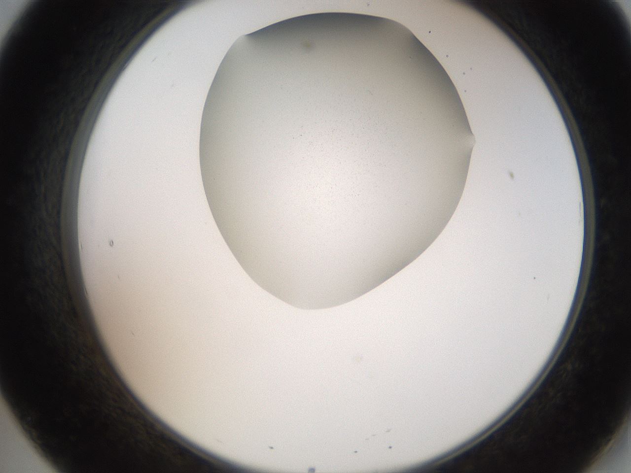 folderID206_plateID2206_batchID9795_wellNum20_profileID1_d2_r149790_ef.jpg