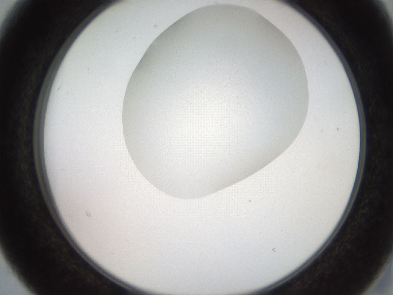 folderID206_plateID2206_batchID9827_wellNum15_profileID1_d2_r149780_ef.jpg