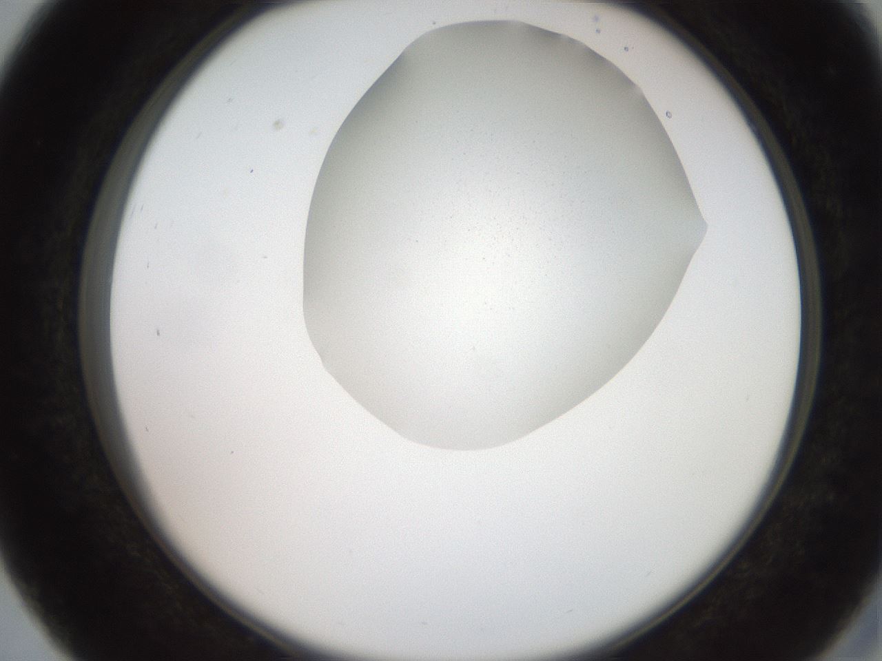 folderID206_plateID2206_batchID9827_wellNum27_profileID1_d2_r149804_ef.jpg