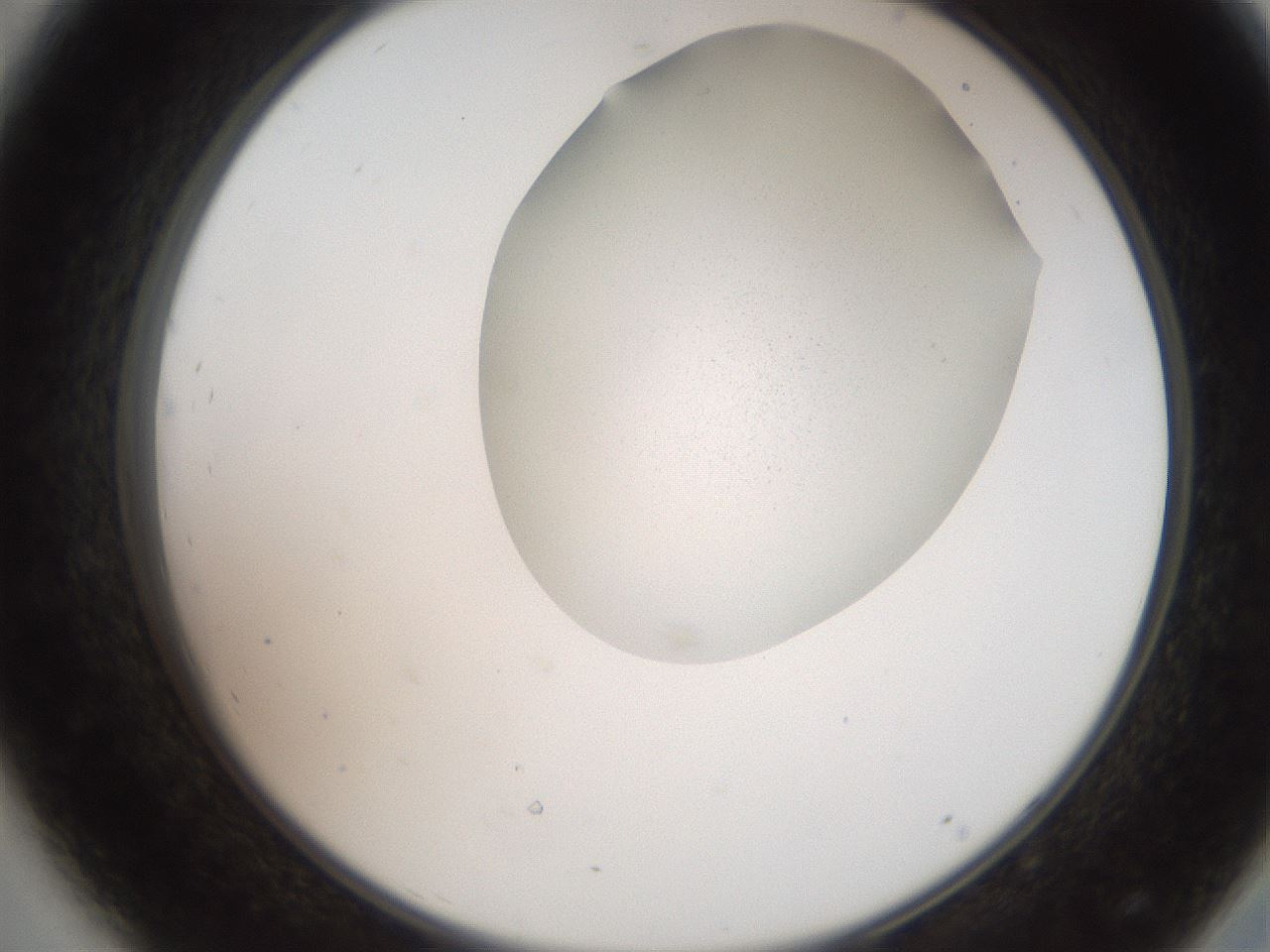 folderID206_plateID2206_batchID9827_wellNum44_profileID1_d2_r149838_ef.jpg