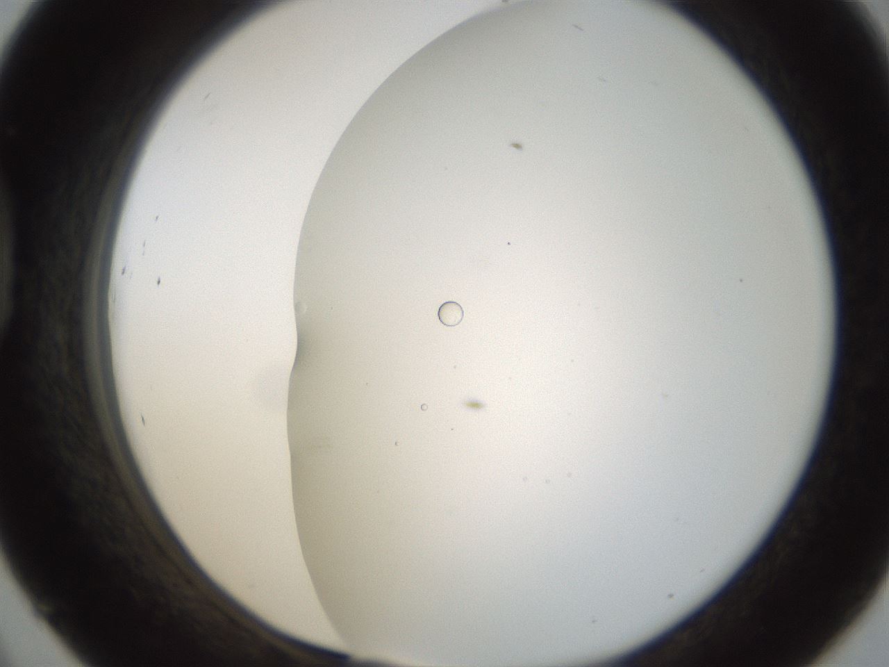 folderID213_plateID1213_batchID3563_wellNum45_profileID1_d1_r69048_ef.jpg
