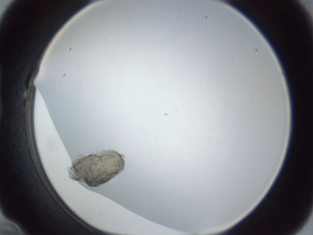 folderID215_plateID1215_batchID3581_wellNum22_profileID1_d1_r67178_ef.jpg