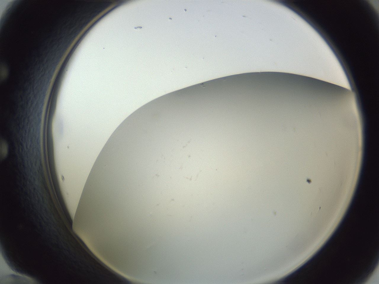 folderID215_plateID1215_batchID3848_wellNum60_profileID1_d1_r67254_ef.jpg