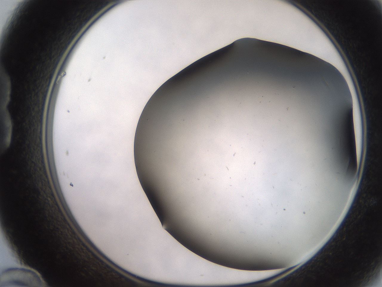 folderID235_plateID2235_batchID9912_wellNum24_profileID1_d1_r154482_ef.jpg