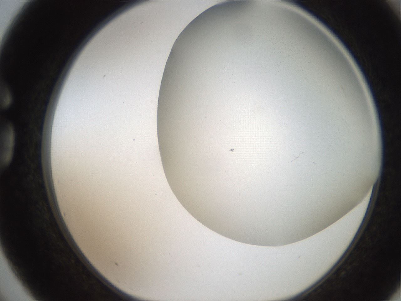 folderID236_plateID2236_batchID10013_wellNum75_profileID1_d1_r154629_ef.jpg