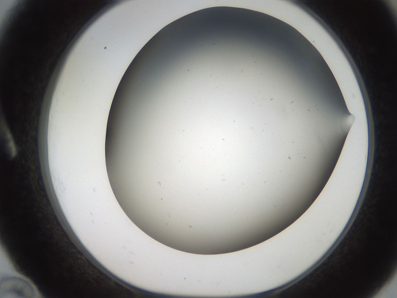 folderID236_plateID2236_batchID9913_wellNum10_profileID1_d1_r154564_ef.jpg