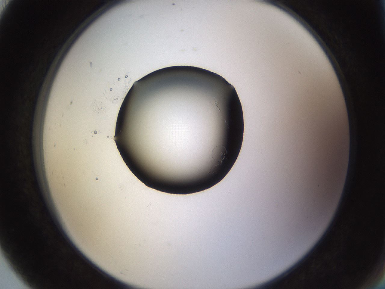 folderID236_plateID3236_batchID18340_wellNum91_profileID1_d2_r282003_ef.jpg