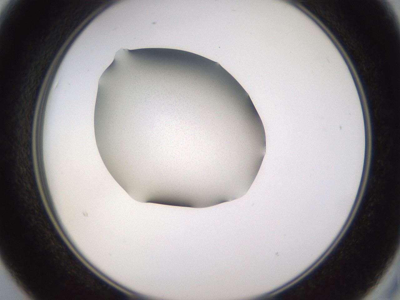 folderID236_plateID3236_batchID18578_wellNum15_profileID1_d2_r281851_ef.jpg