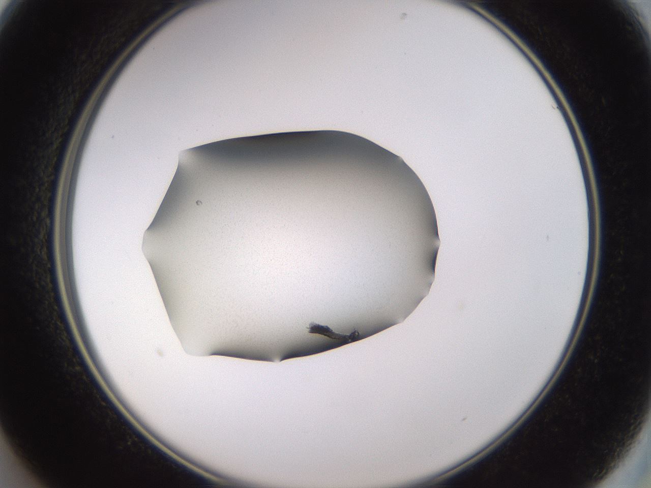 folderID236_plateID3236_batchID19173_wellNum13_profileID1_d2_r281847_ef.jpg