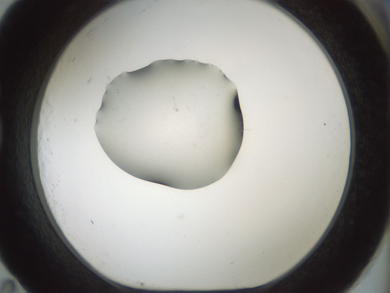 folderID238_plateID3238_batchID18597_wellNum83_profileID1_d1_r285159_ef.jpg