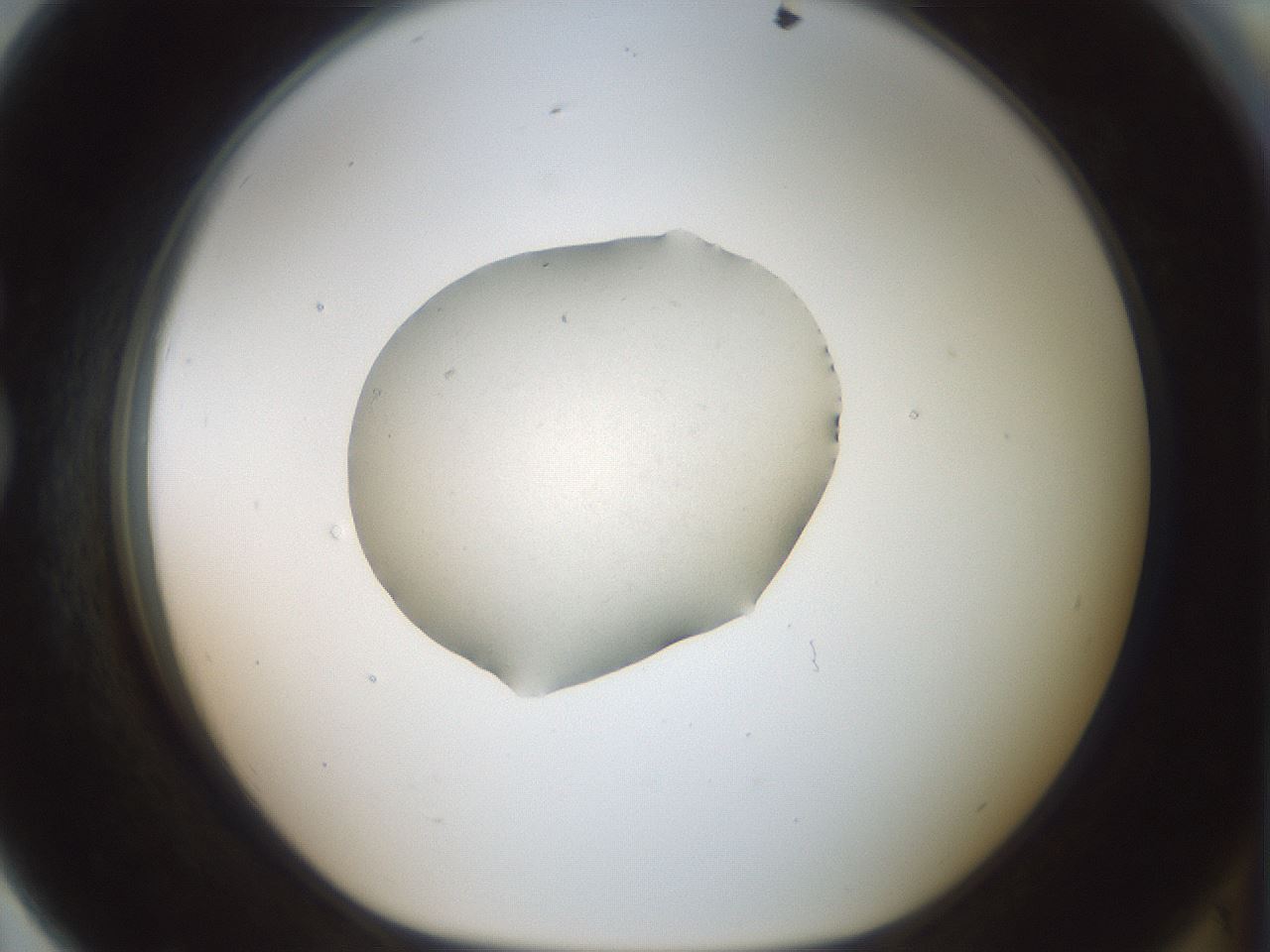 folderID238_plateID3238_batchID19742_wellNum79_profileID1_d1_r285151_ef.jpg