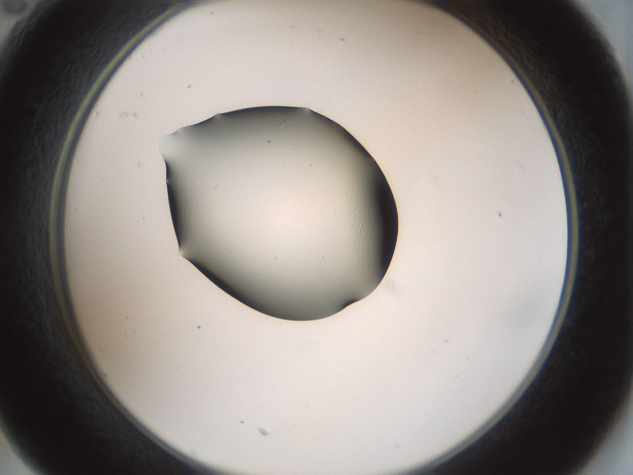 folderID239_plateID3239_batchID18481_wellNum35_profileID1_d2_r282952_ef.jpg
