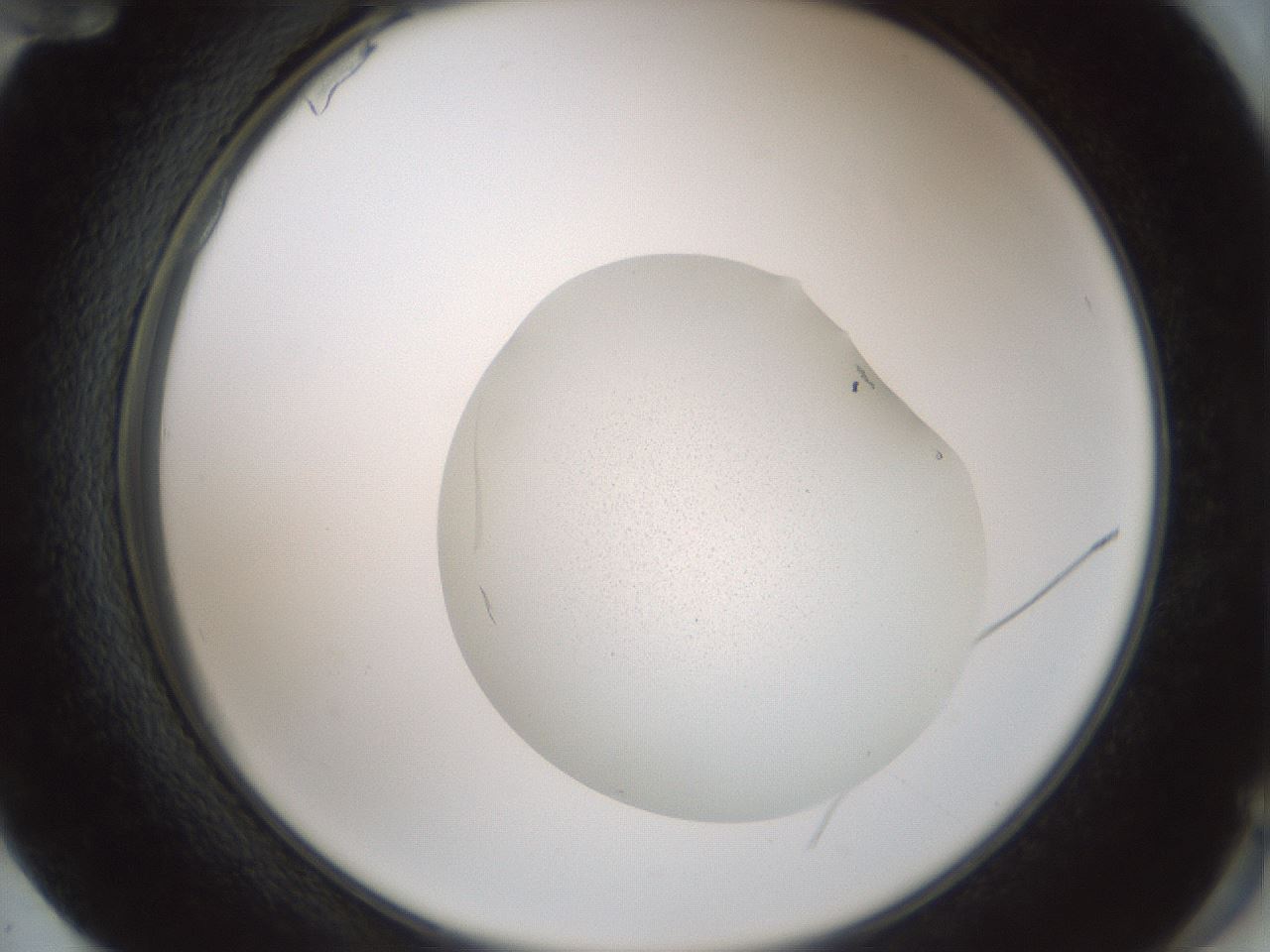 folderID240_plateID3240_batchID18595_wellNum72_profileID1_d2_r284946_ef.jpg