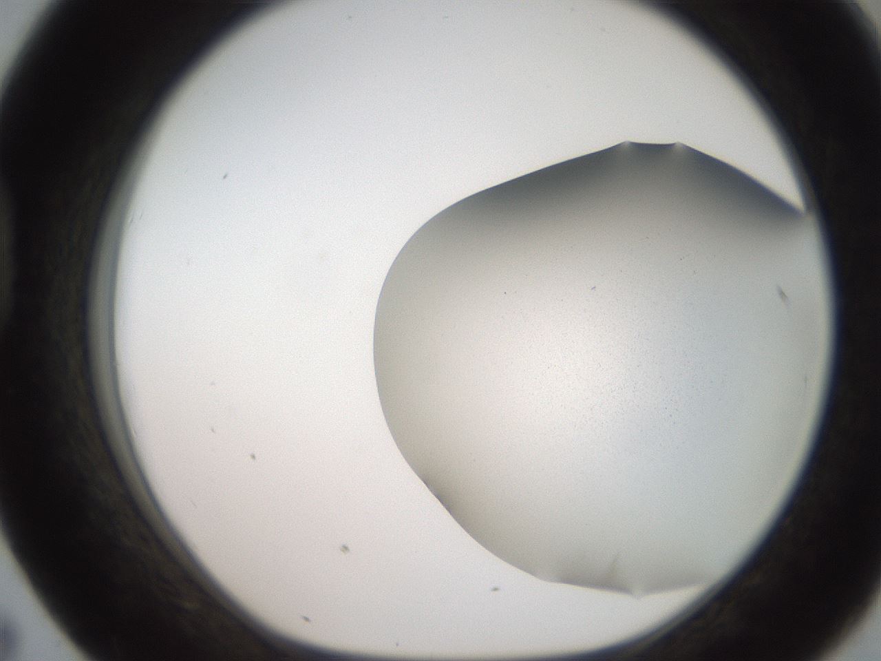 folderID242_plateID2242_batchID10316_wellNum43_profileID1_d1_r154812_ef.jpg