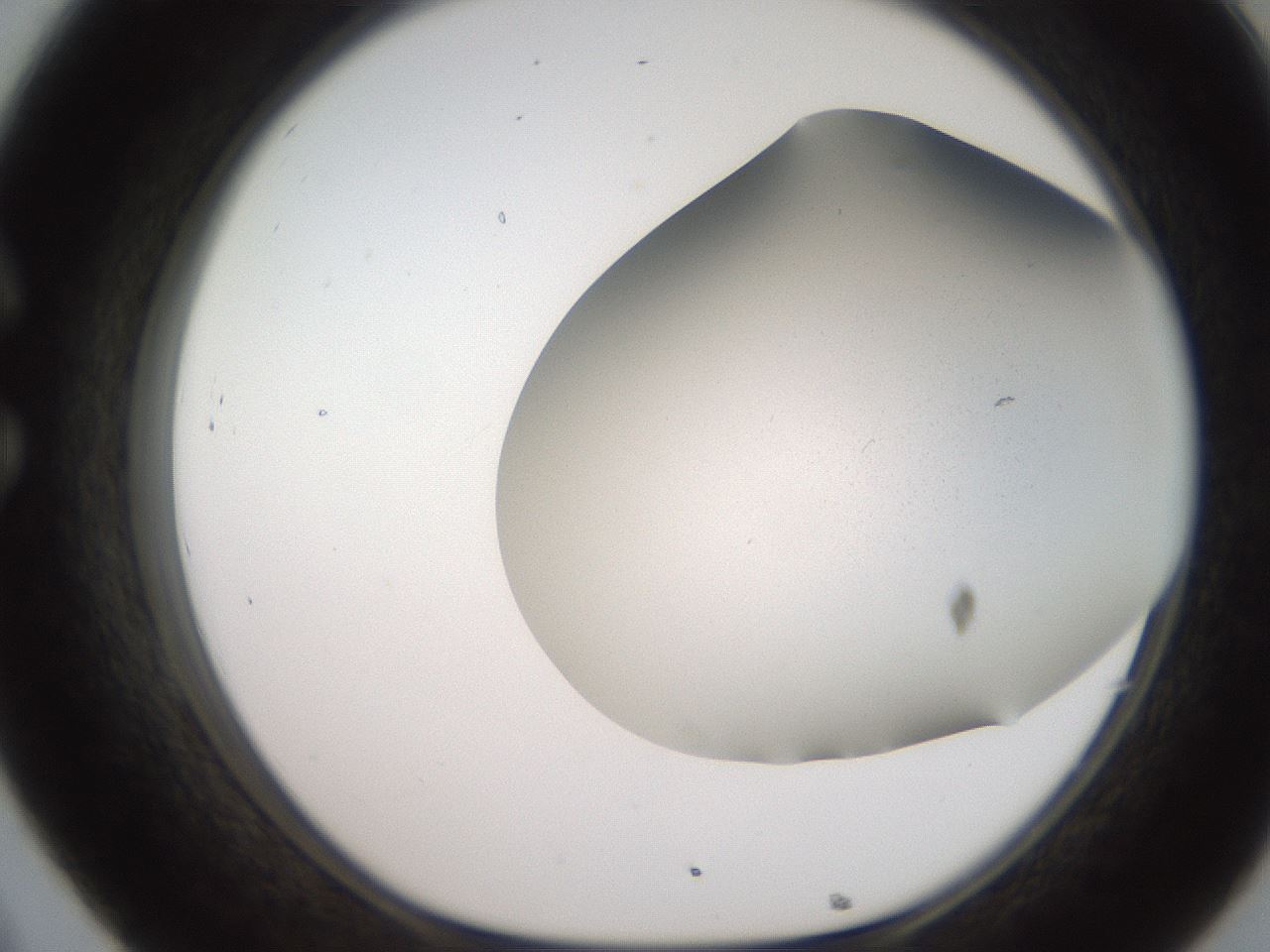 folderID242_plateID2242_batchID10083_wellNum32_profileID1_d1_r154801_ef.jpg