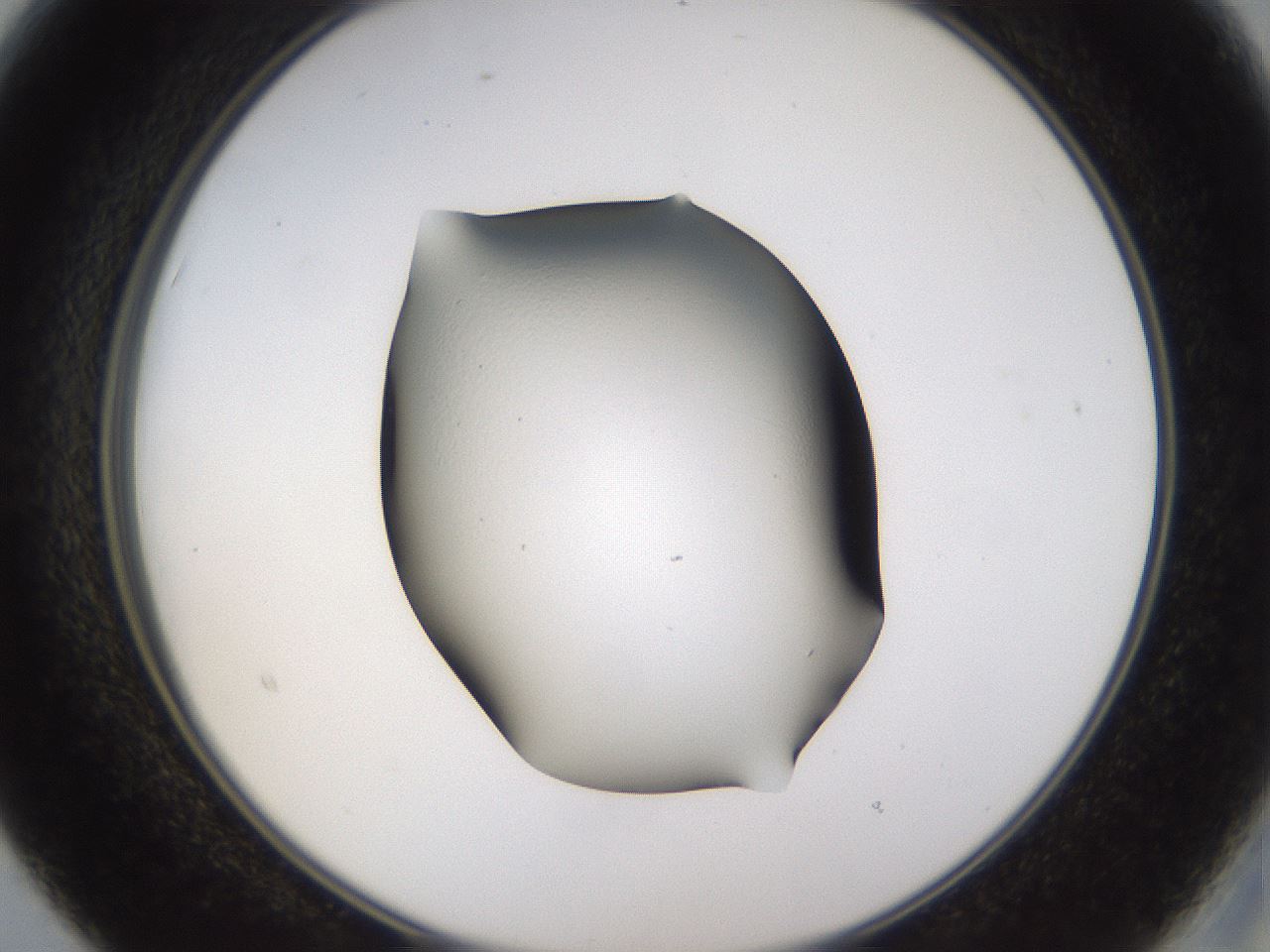 folderID244_plateID3244_batchID19205_wellNum15_profileID1_d2_r283488_ef.jpg