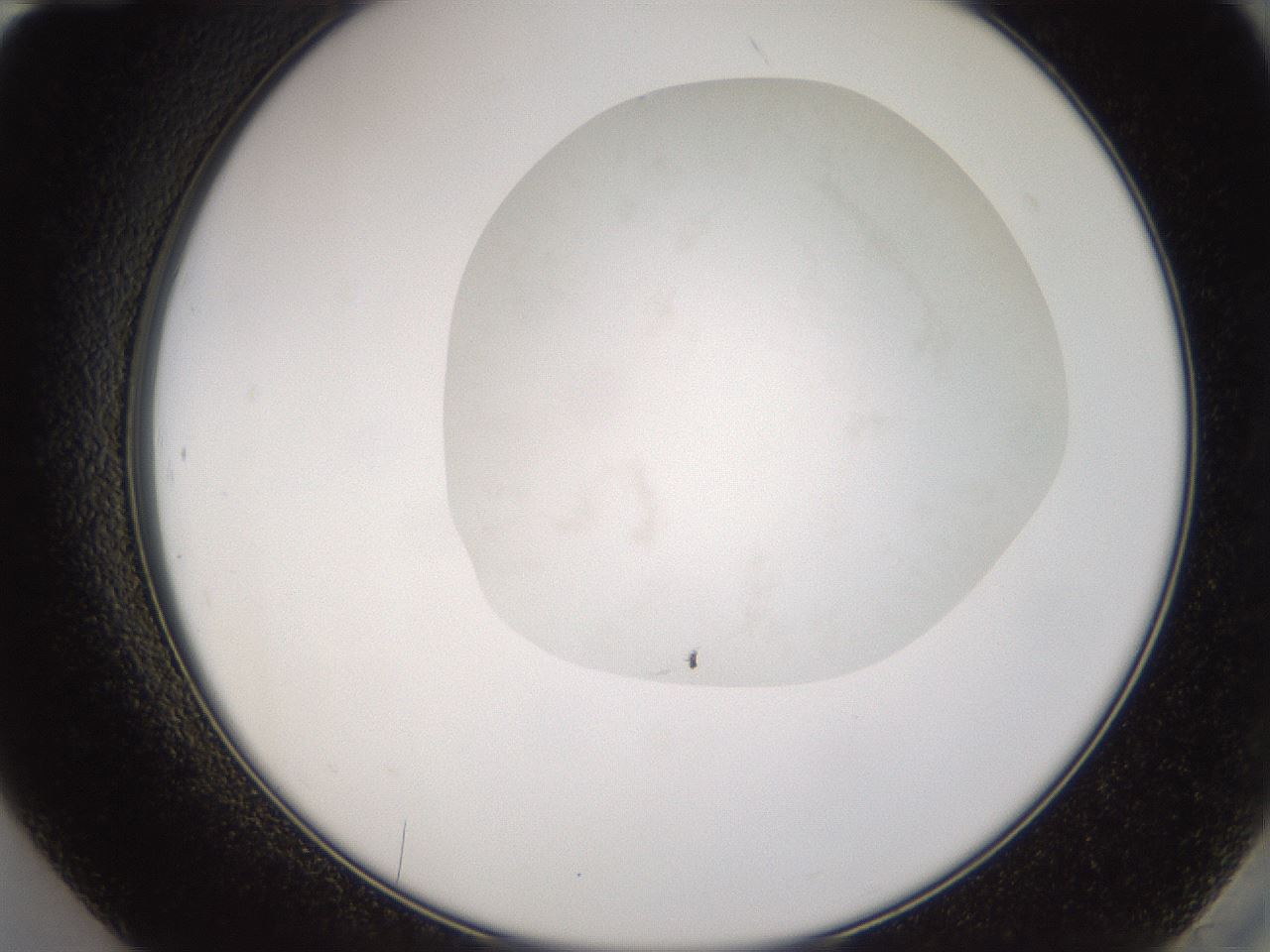 folderID245_plateID3245_batchID18592_wellNum84_profileID1_d2_r283434_ef.jpg