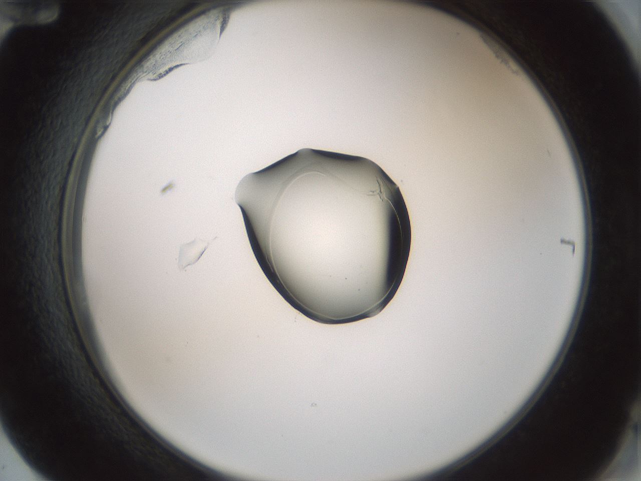 folderID248_plateID3248_batchID18201_wellNum72_profileID1_d2_r285714_ef.jpg