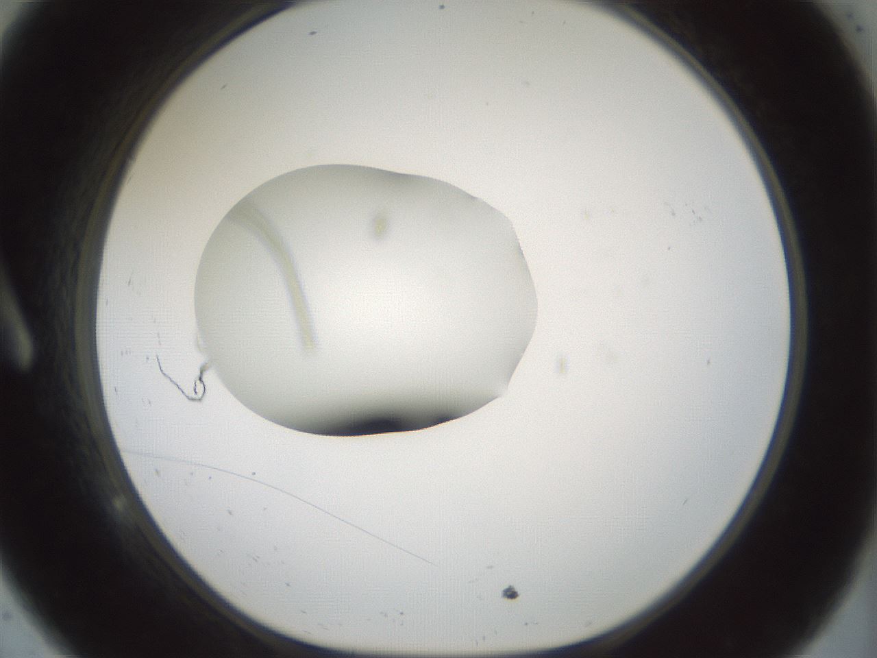 folderID248_plateID3248_batchID18361_wellNum9_profileID1_d1_r285587_ef.jpg