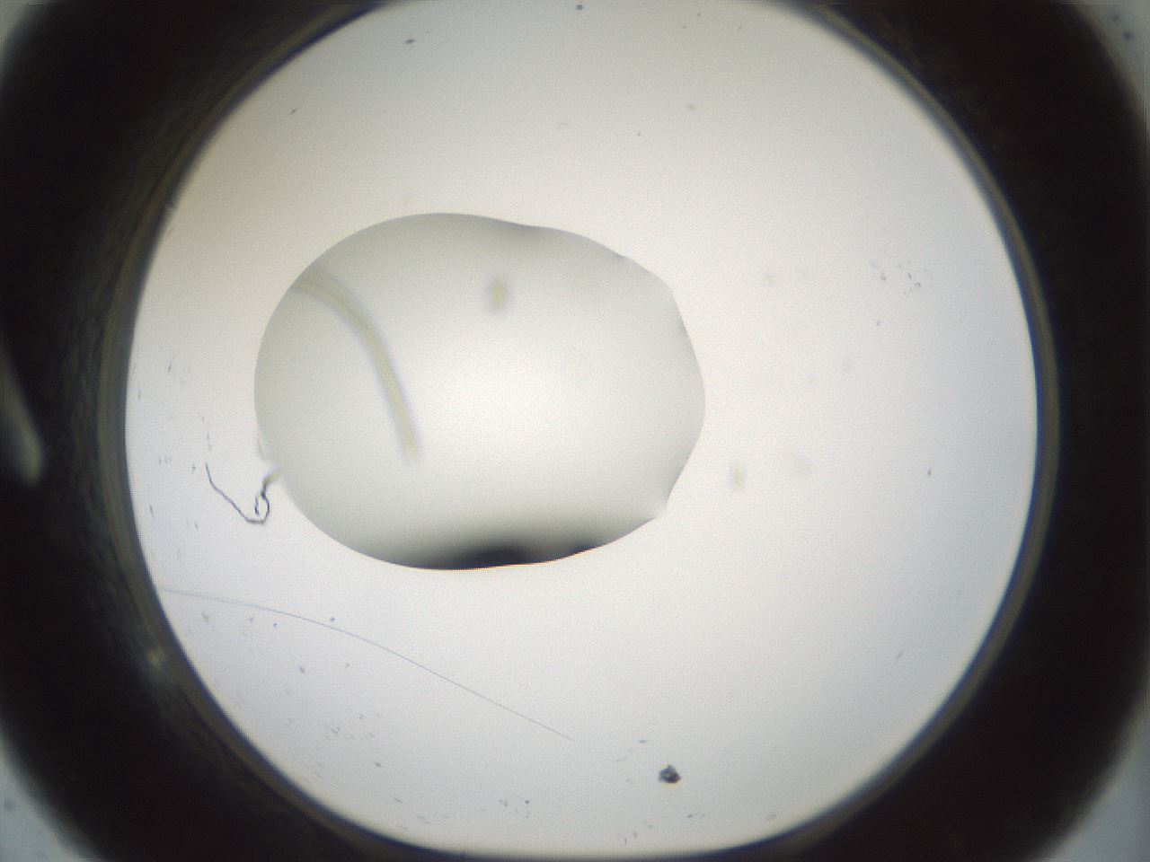folderID248_plateID3248_batchID19227_wellNum9_profileID1_d1_r285587_ef.jpg
