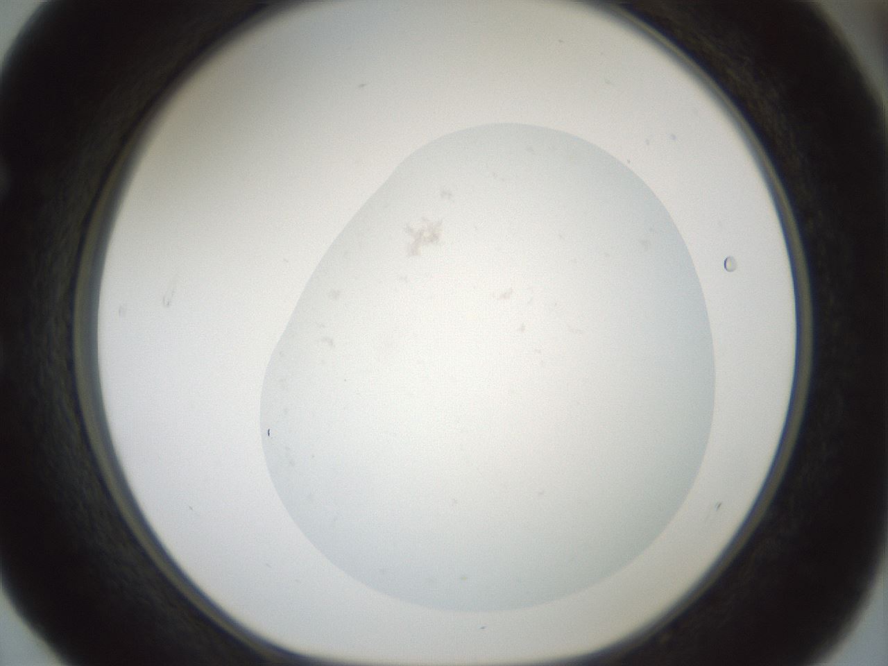 folderID248_plateID3248_batchID19767_wellNum52_profileID1_d1_r285673_ef.jpg
