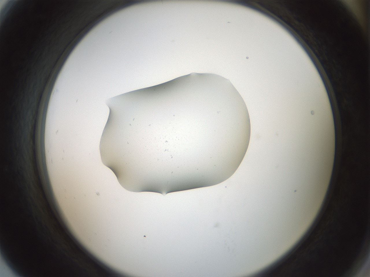 folderID248_plateID3248_batchID19767_wellNum79_profileID1_d2_r285728_ef.jpg