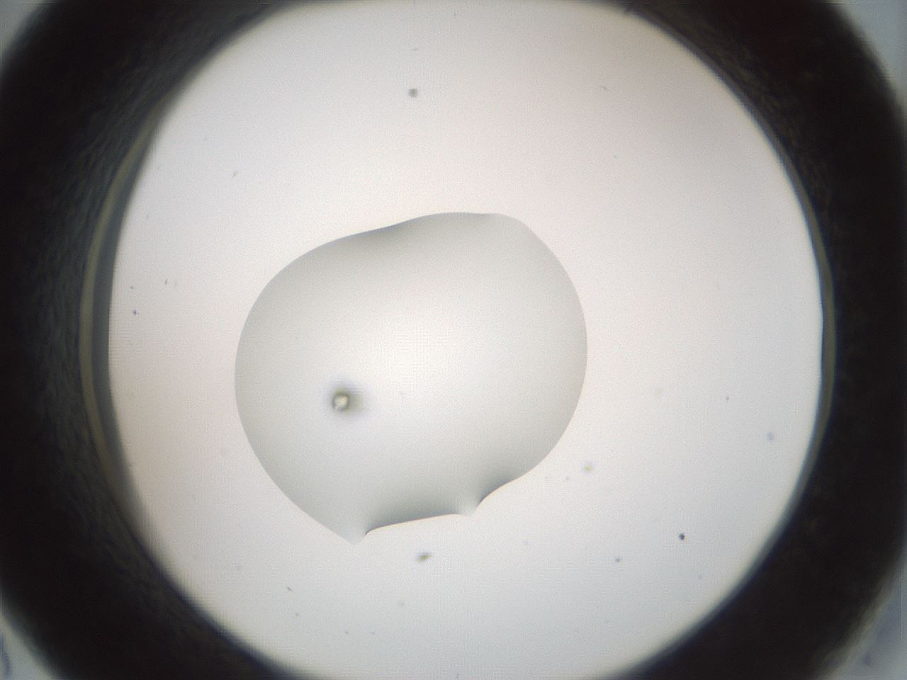 folderID248_plateID3248_batchID20099_wellNum33_profileID1_d2_r285636_ef.jpg