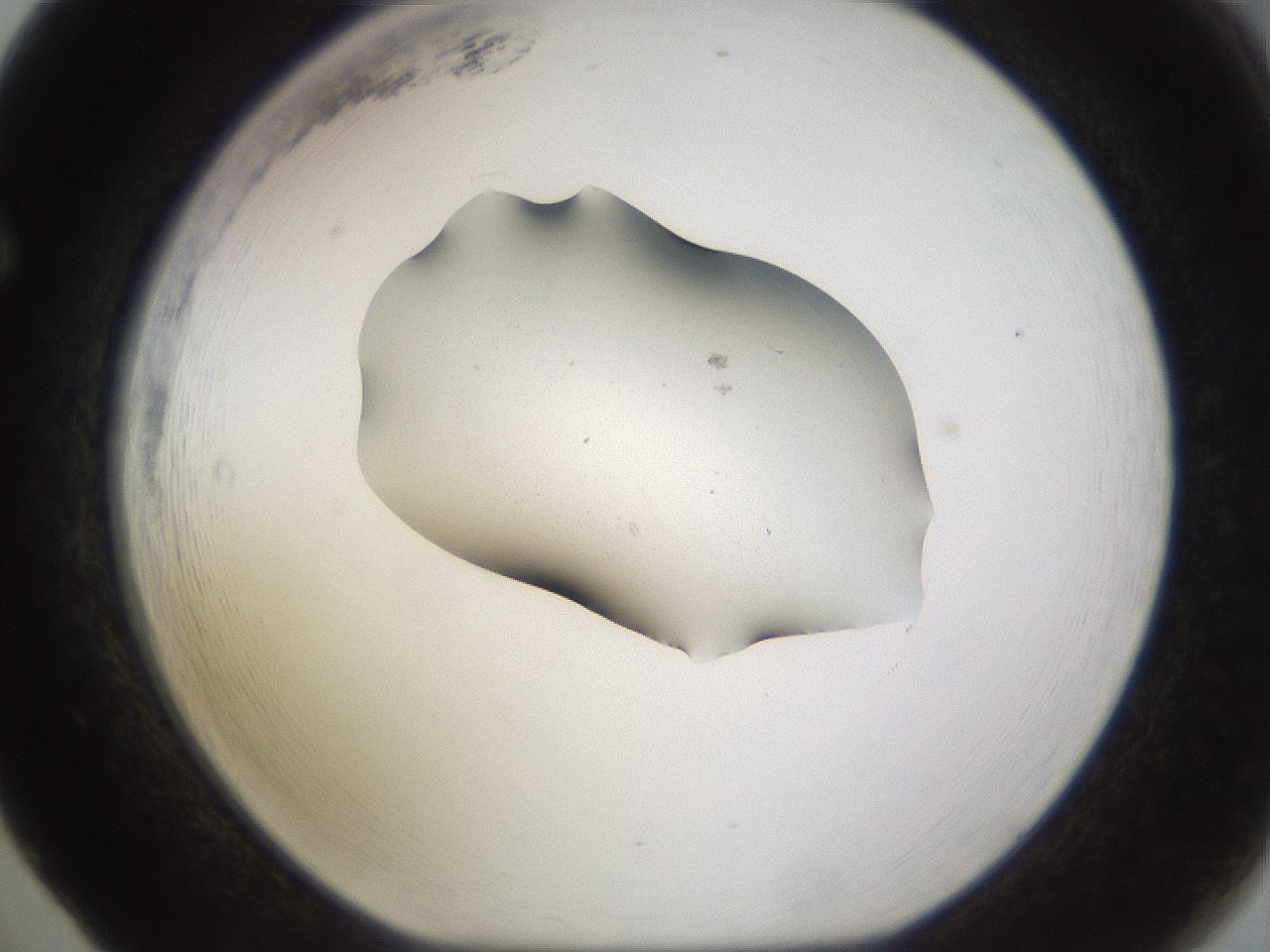 folderID249_plateID3249_batchID19236_wellNum65_profileID1_d1_r285891_ef.jpg