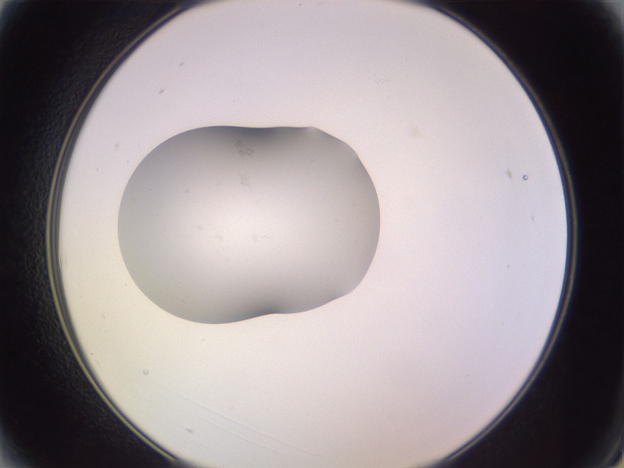 folderID250_plateID3250_batchID18233_wellNum3_profileID1_d2_r285384_ef.jpg