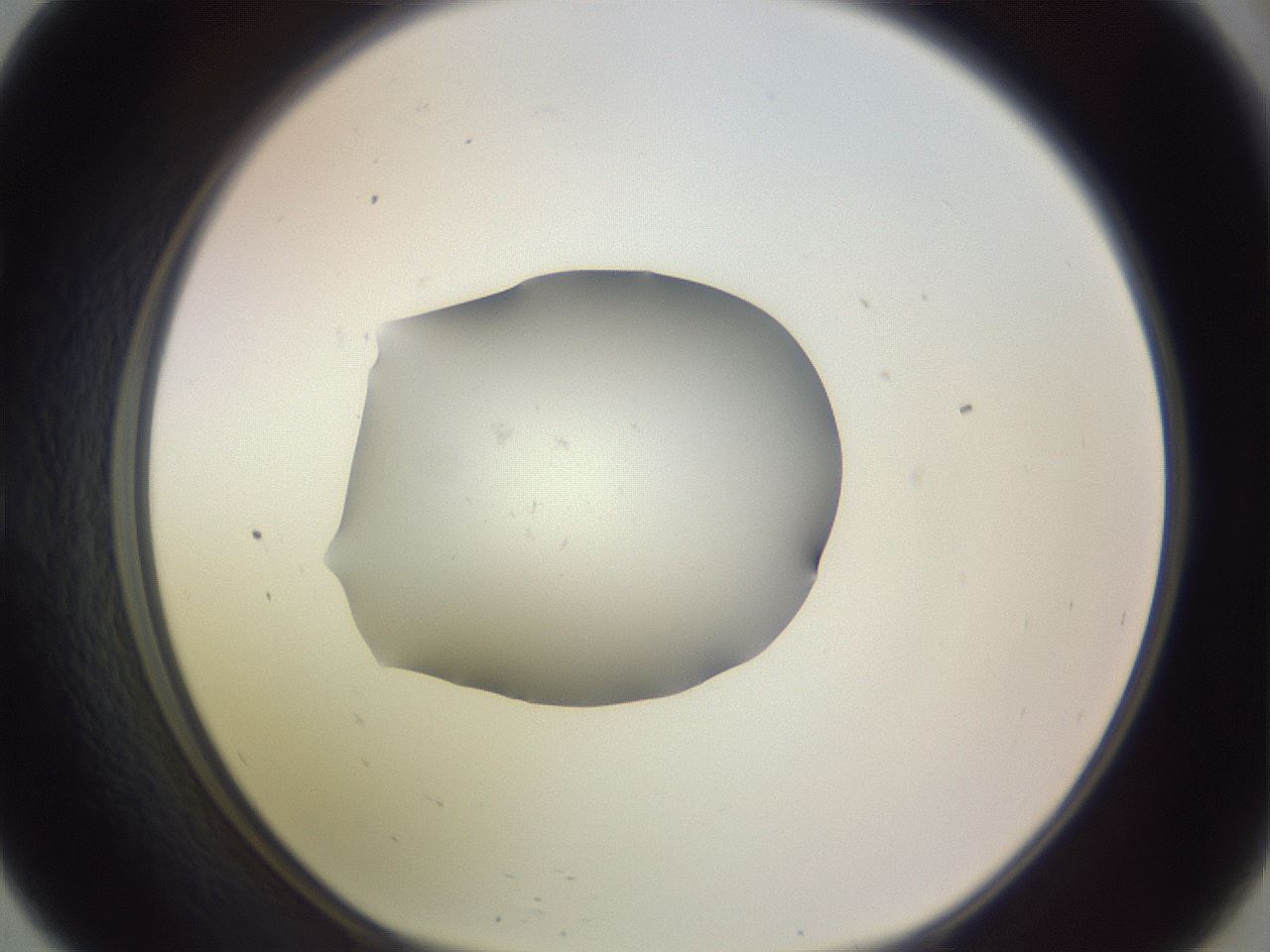 folderID250_plateID3250_batchID18233_wellNum57_profileID1_d1_r285491_ef.jpg