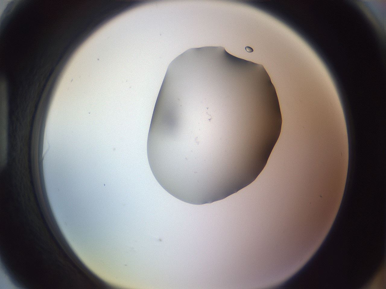 folderID250_plateID3250_batchID18233_wellNum90_profileID1_d1_r285557_ef.jpg