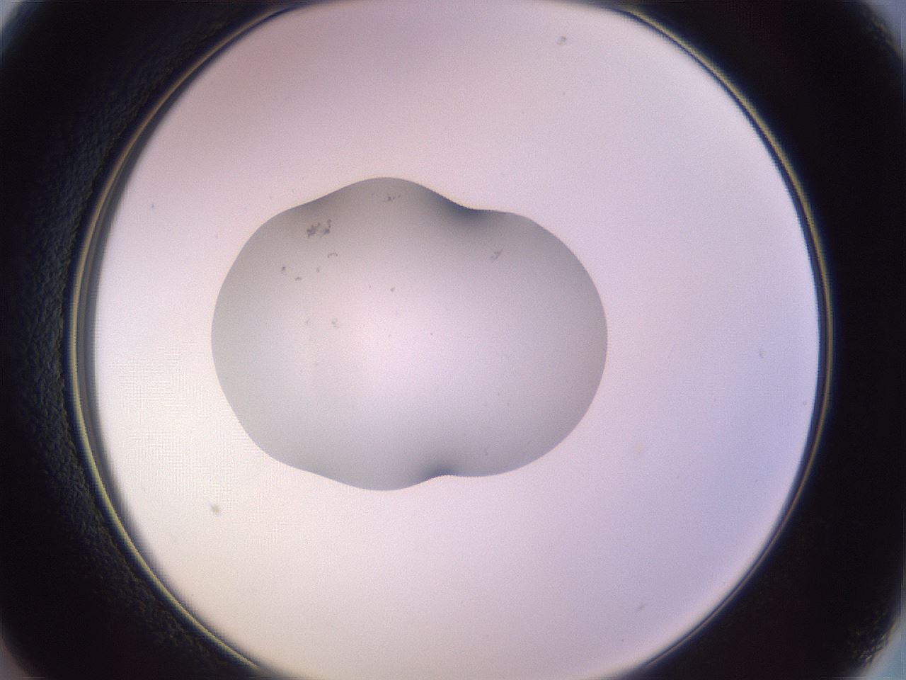 folderID250_plateID3250_batchID18363_wellNum13_profileID1_d2_r285404_ef.jpg