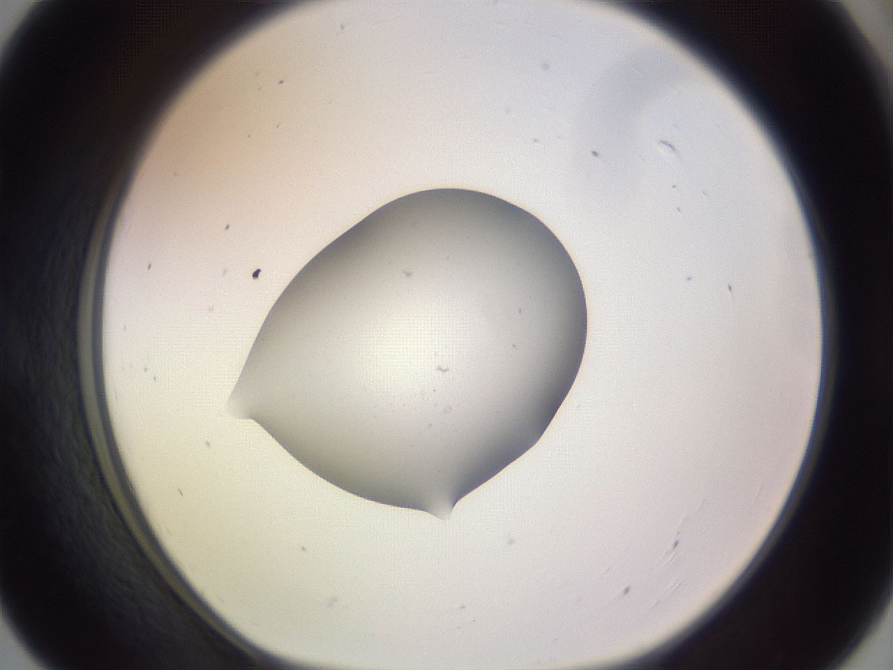 folderID250_plateID3250_batchID18363_wellNum55_profileID1_d1_r285487_ef.jpg