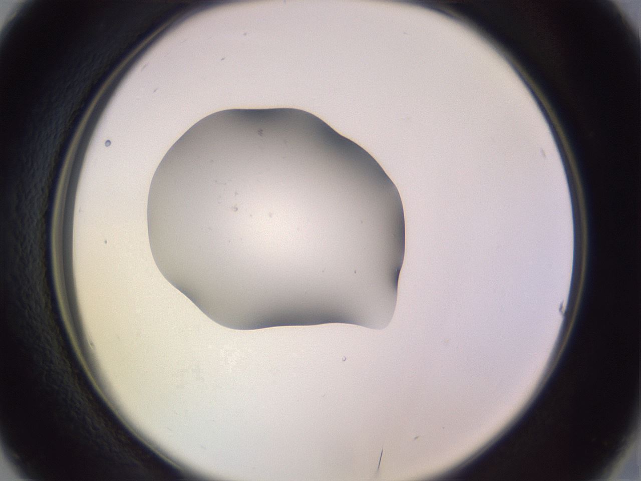 folderID250_plateID3250_batchID18409_wellNum16_profileID1_d2_r285410_ef.jpg