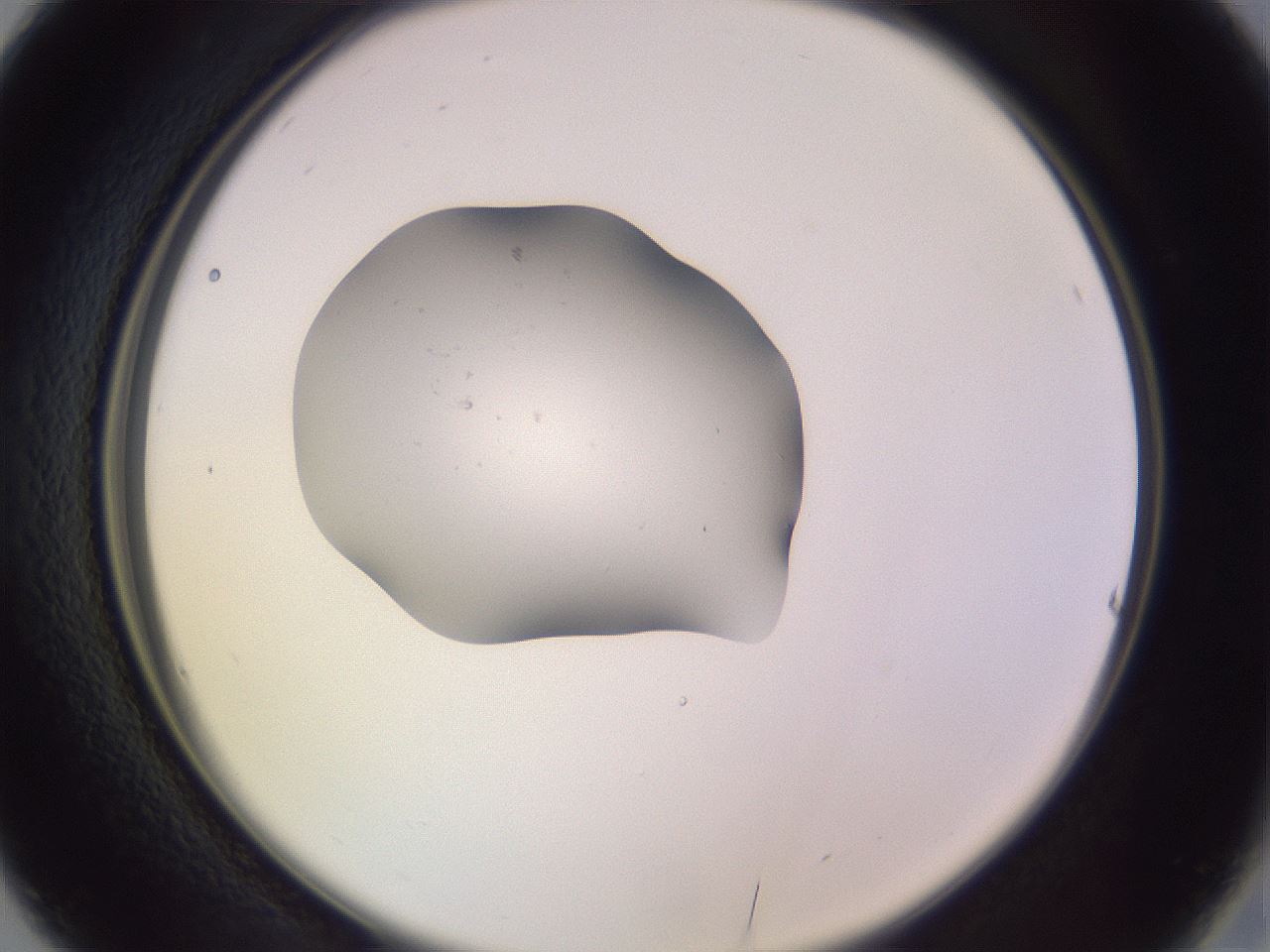 folderID250_plateID3250_batchID18501_wellNum16_profileID1_d2_r285410_ef.jpg
