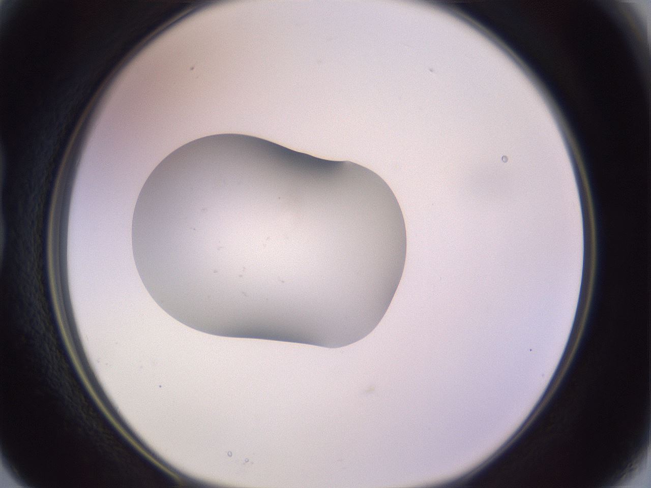 folderID250_plateID3250_batchID18625_wellNum15_profileID1_d1_r285407_ef.jpg
