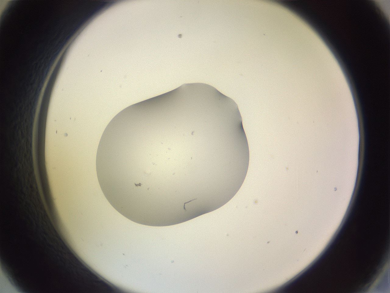 folderID250_plateID3250_batchID19230_wellNum33_profileID1_d2_r285444_ef.jpg
