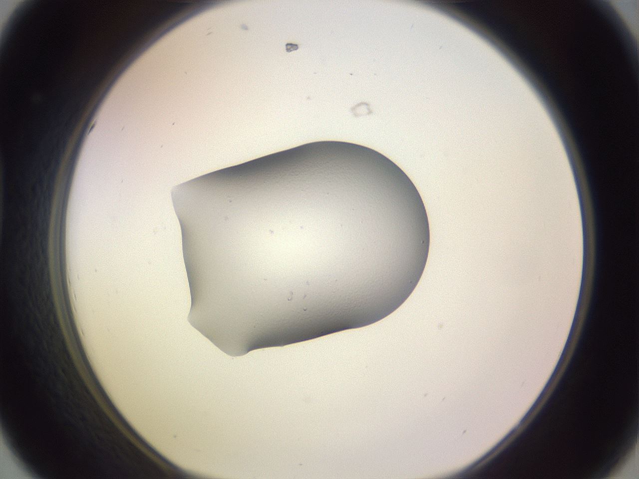 folderID250_plateID3250_batchID19770_wellNum44_profileID1_d1_r285465_ef.jpg