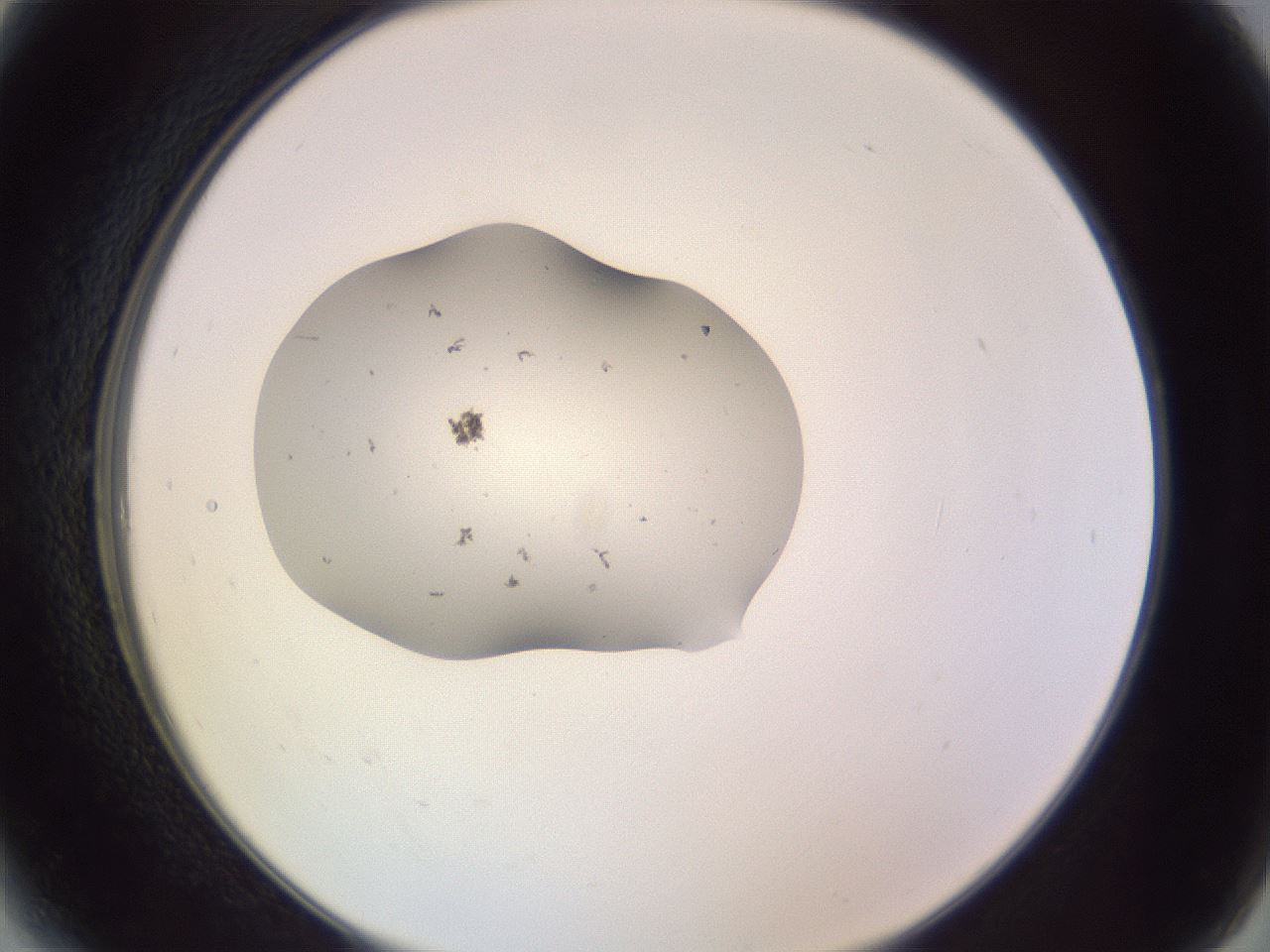 folderID250_plateID3250_batchID19770_wellNum6_profileID1_d2_r285390_ef.jpg