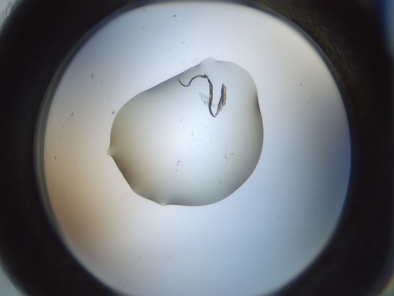 folderID251_plateID3251_batchID18628_wellNum91_profileID1_d2_r286328_ef.jpg